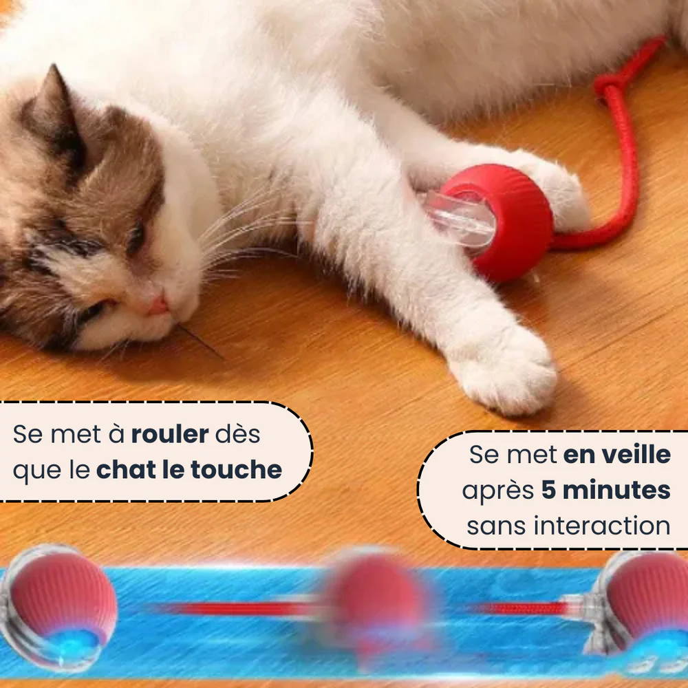 PawQuest – Interactive Toy for Cats